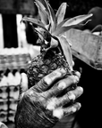 Black-and-white photo of a weathered hand holding a pineapple, symbolizing craftsmanship and hospitality.