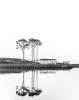 Black and white photograph of pine trees reflected in calm water at Western Lake, Florida.