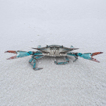 Blue crab on white sand beach photographed along 30A, Florida coast.