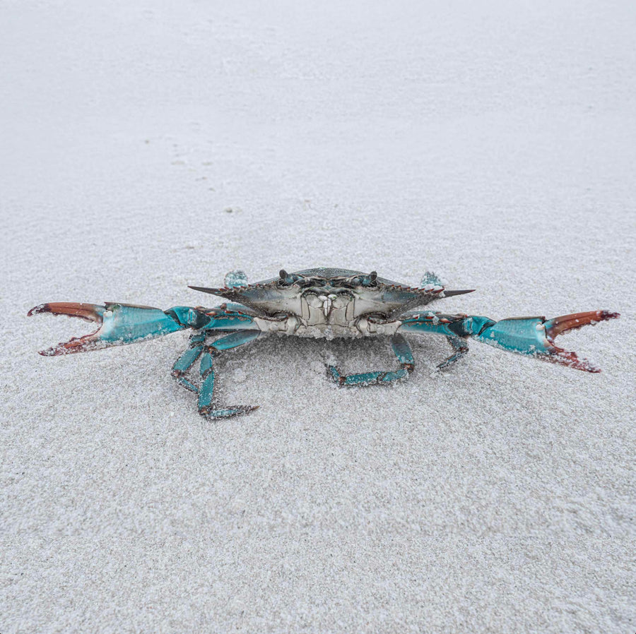 Blue crab on white sand beach photographed along 30A, Florida coast.
