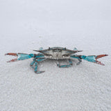 Blue crab on white sand beach photographed along 30A, Florida coast.