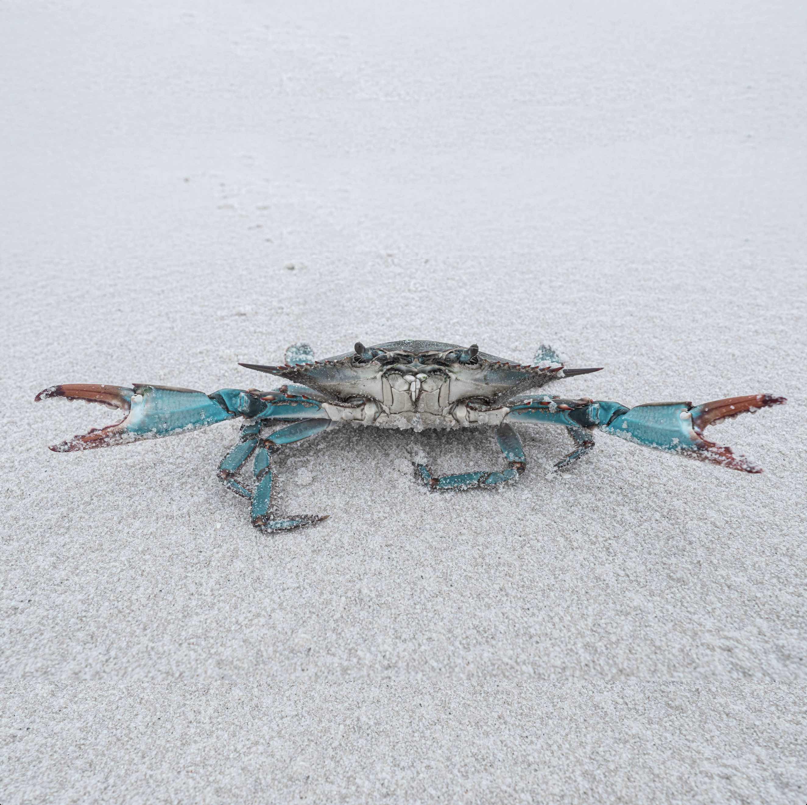 Blue crab on white sand beach photographed along 30A, Florida coast.