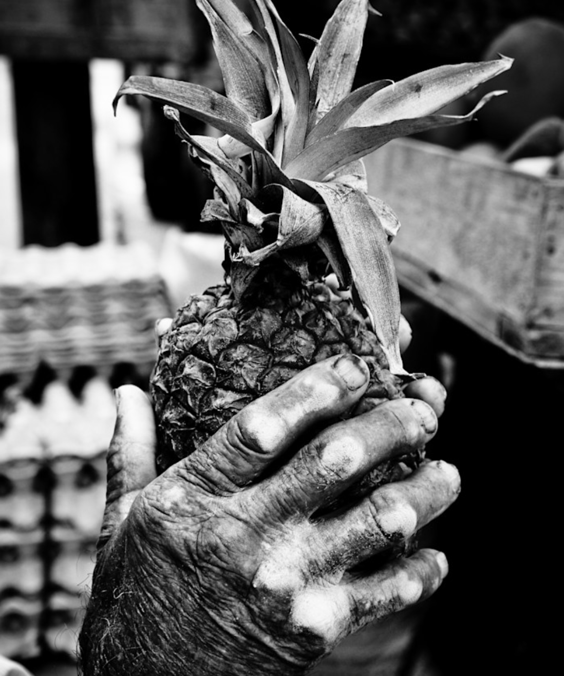 Black-and-white photo of a weathered hand holding a pineapple, symbolizing craftsmanship and hospitality.