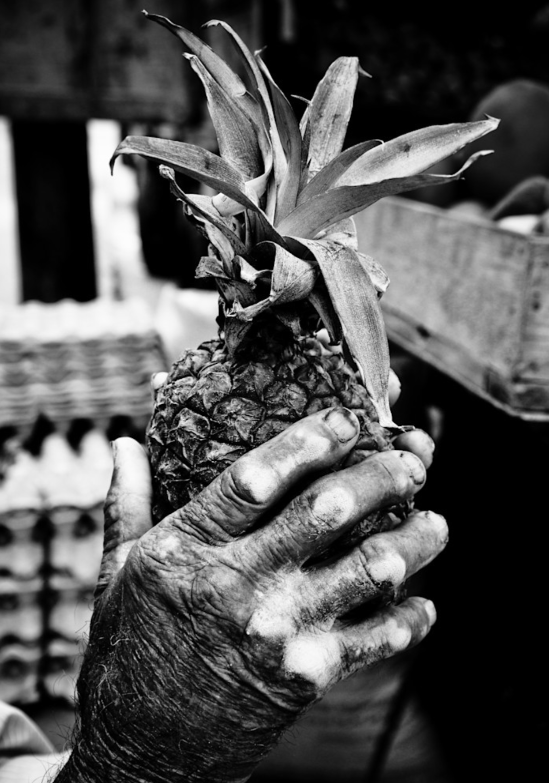 Black-and-white photo of a weathered hand holding a pineapple, symbolizing craftsmanship and hospitality.
