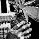 Black-and-white photo of a weathered hand holding a pineapple, symbolizing craftsmanship and hospitality.