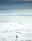 Sea turtle hatchling crossing white sand beach toward Gulf water on 30A.