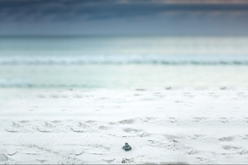 Sea turtle hatchling crossing white sand beach toward Gulf water on 30A.