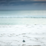 Sea turtle hatchling crossing white sand beach toward Gulf water on 30A.