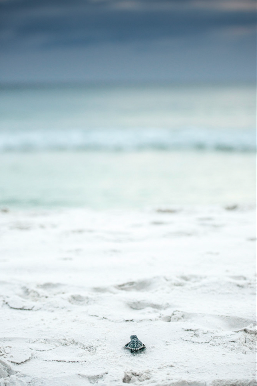 Journey Begins | Modus Paper Prints