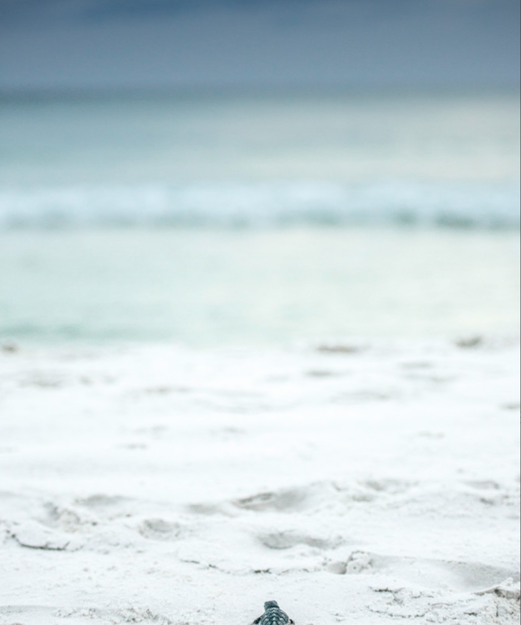Small turtle on a sandy beach with ocean in the background