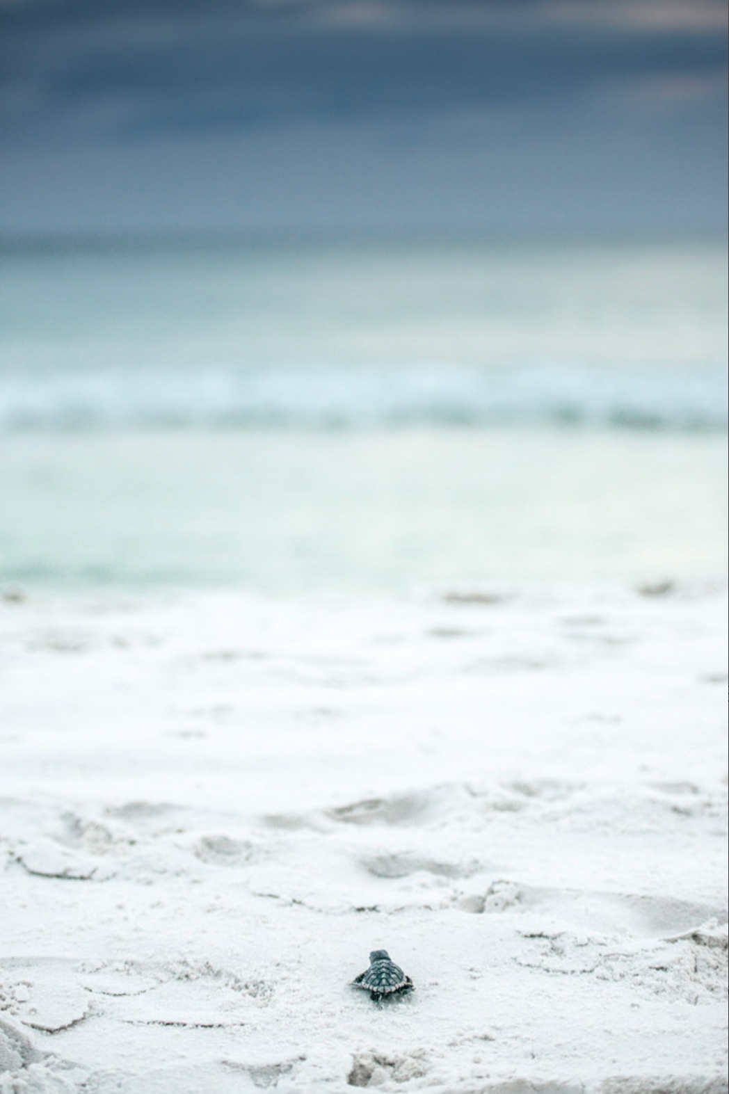 Small turtle on a sandy beach with ocean in the background