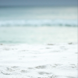 Small turtle on a sandy beach with ocean in the background