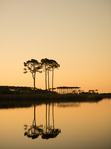 Sunset reflecting pine trees in Western Lake, Florida with golden-orange light.