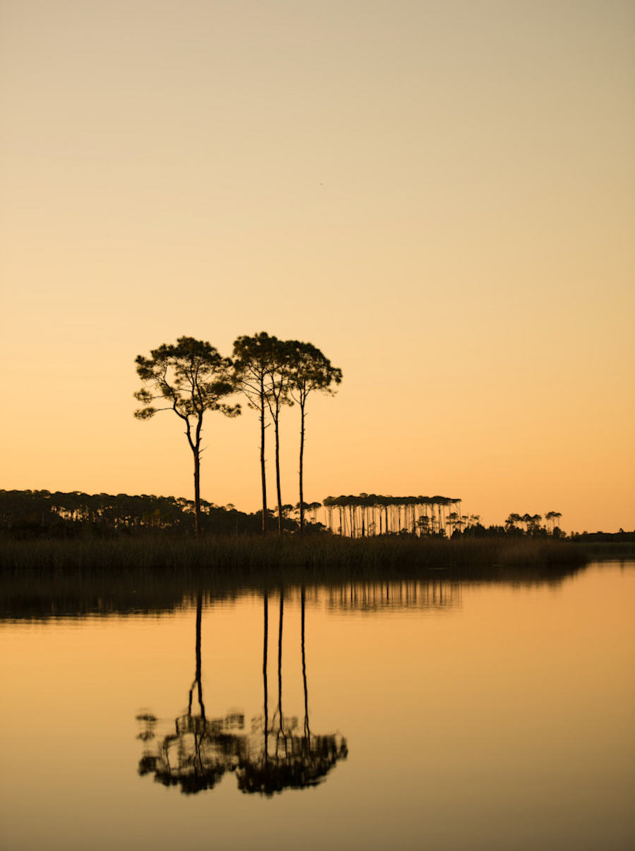 Sunset reflecting pine trees in Western Lake, Florida with golden-orange light.