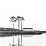 Black and white photograph of pine trees reflected in calm water at Western Lake, Florida.
