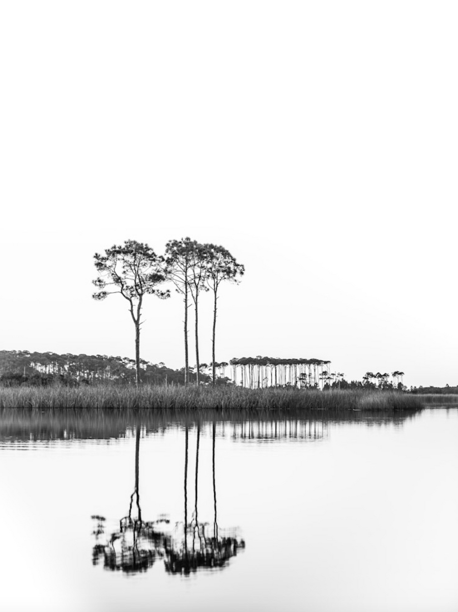 Black and white photograph of pine trees reflected in calm water at Western Lake, Florida.